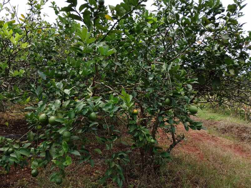 vila kebun jeruk produktif subang jawa barat
