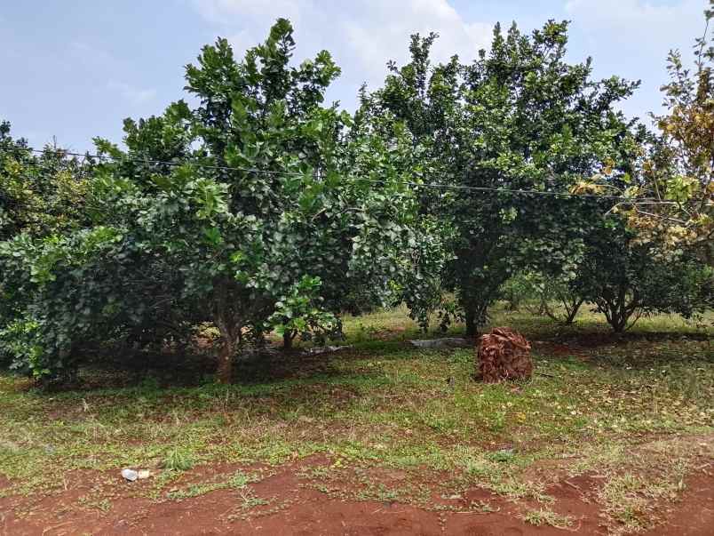 vila kebun jeruk produktif subang jawa barat