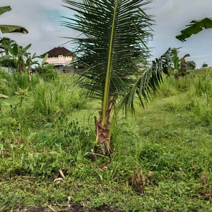 dijual 7 5 are jl anyelir wanasara bongan tabanan