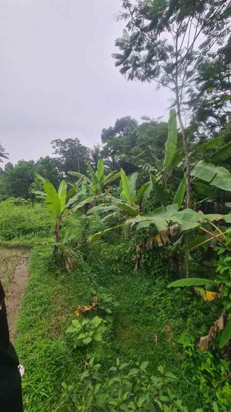 dijual segera tanah shm cocok untuk kebun rumah