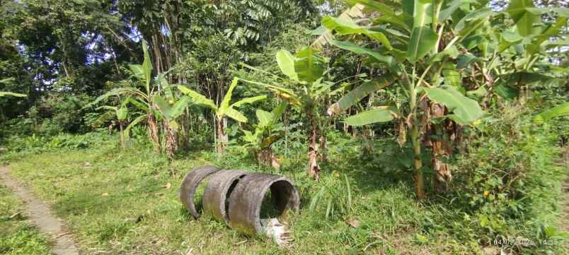 dijual tanah alan mangga desa sananrejo