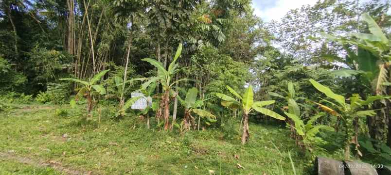 dijual tanah alan mangga desa sananrejo