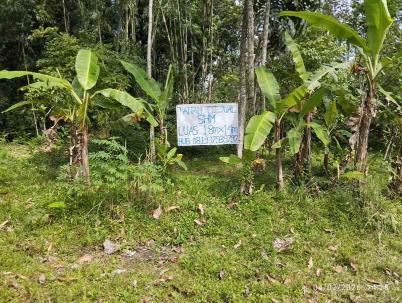 dijual tanah alan mangga desa sananrejo