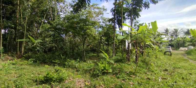 dijual tanah alan mangga desa sananrejo