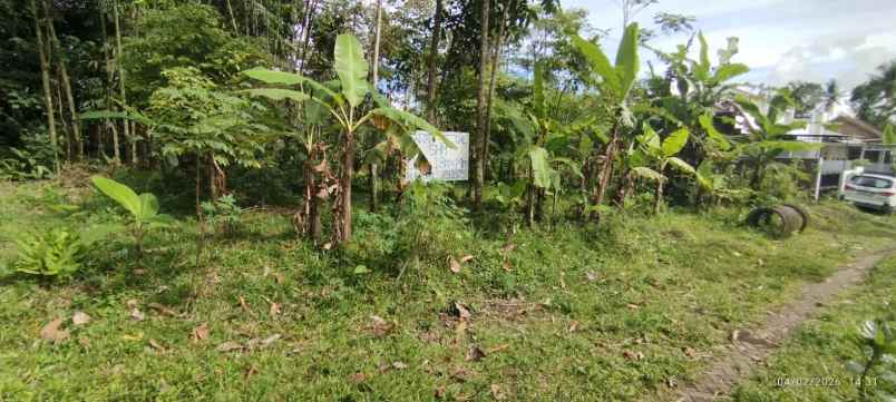 dijual tanah alan mangga desa sananrejo