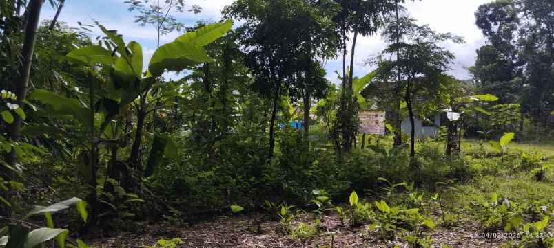 dijual tanah alan mangga desa sananrejo