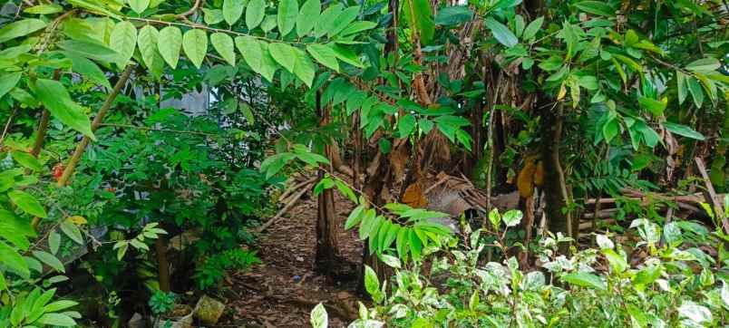 dijual tanah dijual tanah di desa