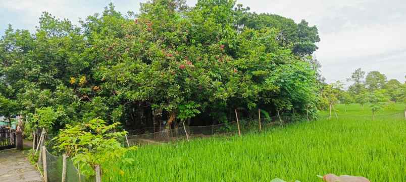 dijual tanah dijual tanah di desa