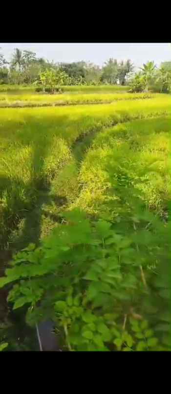 dijual tanah dijual tanah di jl