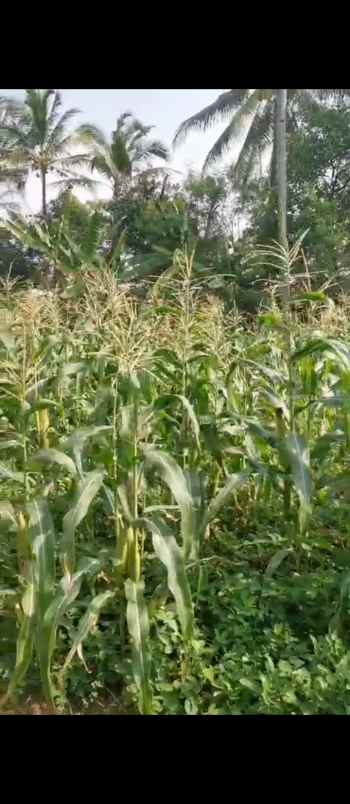 dijual tanah dijual tanah di jl