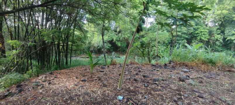 dijual tanah dusun sidomulyo brintikan
