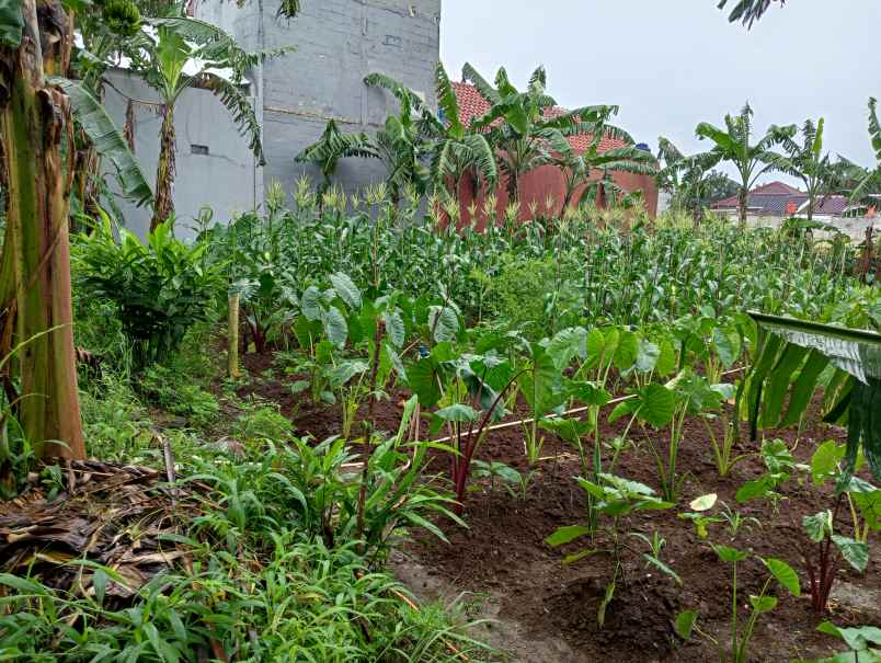 dijual tanah jalan nangka 2