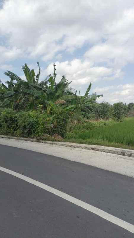 dijual tanah jalan tanah lot belalang