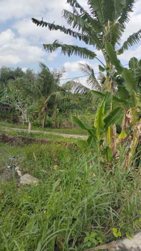 dijual tanah jalan tanah lot belalang