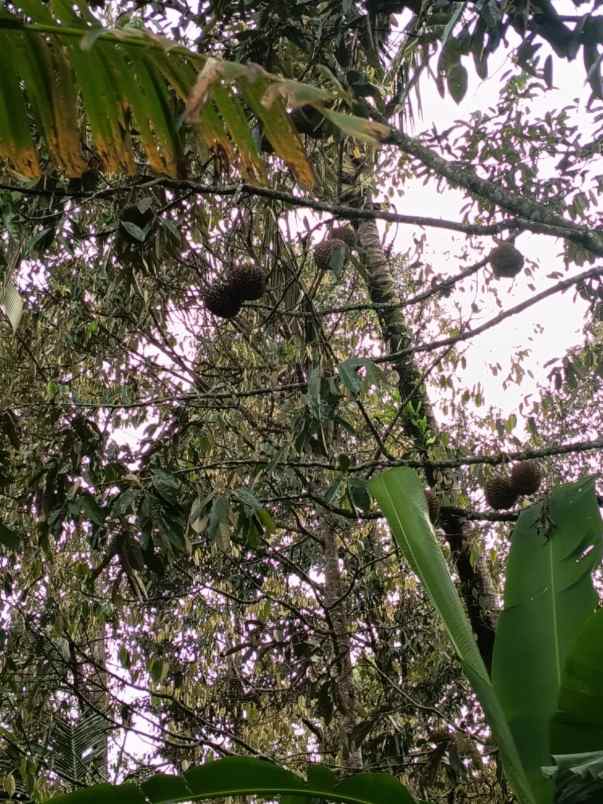 dijual tanah kebun 68 9 are jatiluwih penebel tabanan