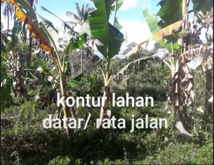 dijual tanah lembur sawah cijeruk desa