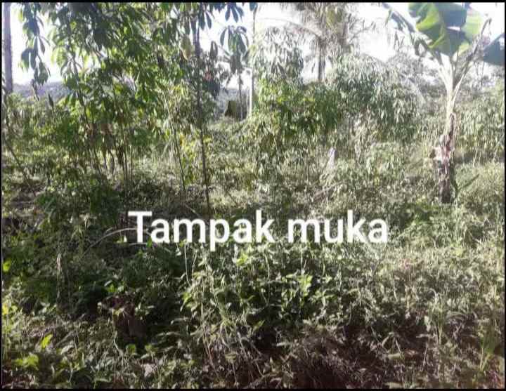 dijual tanah lembur sawah cijeruk desa