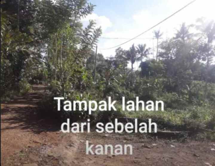dijual tanah lembur sawah cijeruk desa