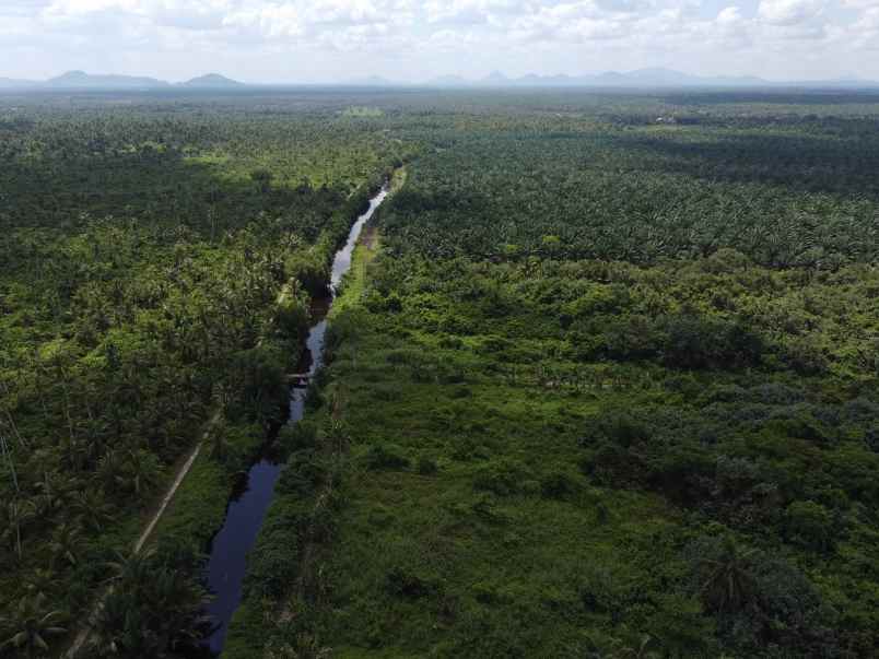 Tanah Perkebunan Murah Di Kalimantan Barat Cocok Untuk Investasi