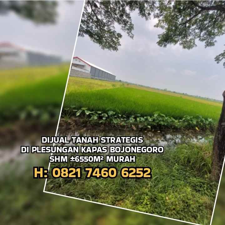 dijual tanah plesungan kapas bojonegoro
