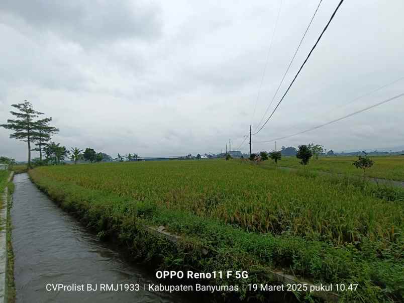 dijual tanah sawah di purwodadi kembaran