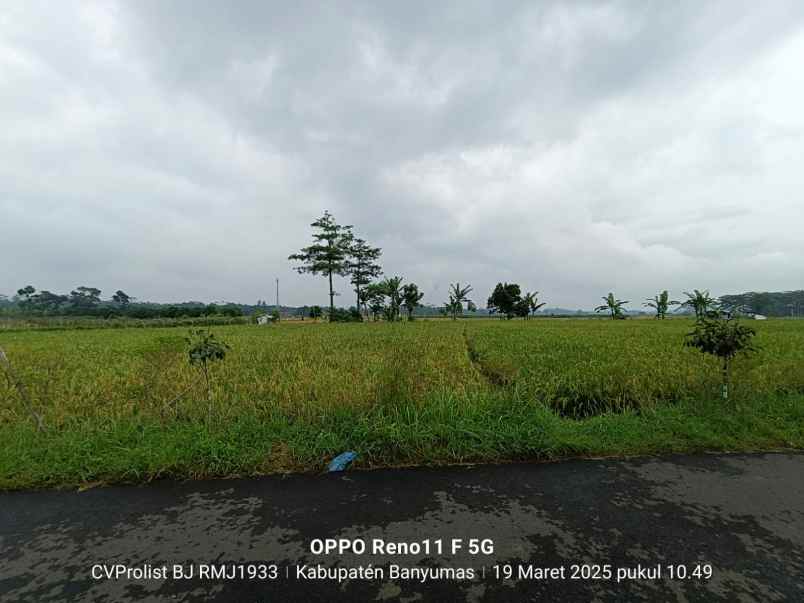 dijual tanah sawah di purwodadi kembaran