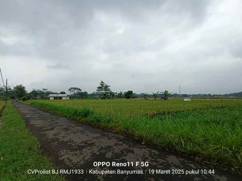 dijual tanah sawah di purwodadi kembaran