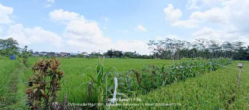 dijual tanah sawah produktif 2 menit ke kampus unwiku