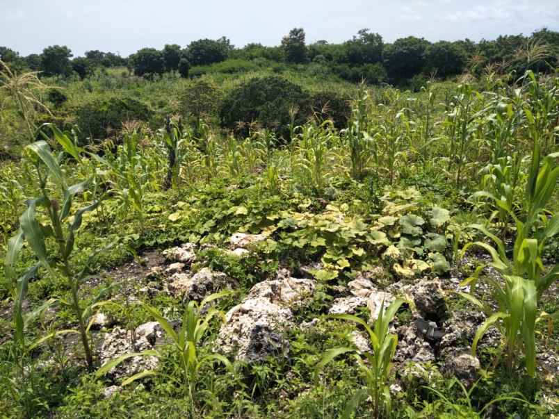 dijual tanah tanah pinggir pantai