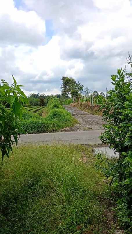 dijual tanah tanjung barus