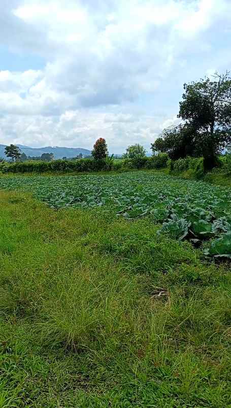 dijual tanah tanjung barus