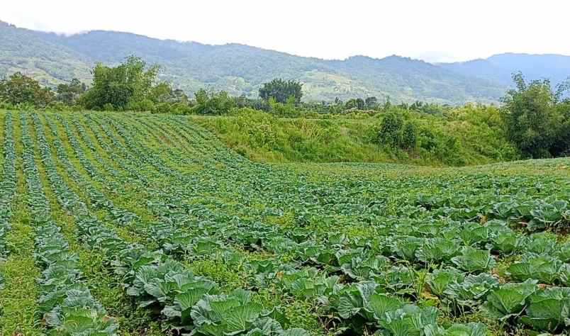 dijual tanah tanjung barus