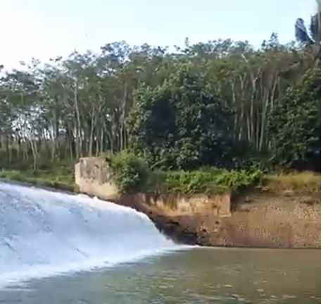 jual tanah murah ada sengon