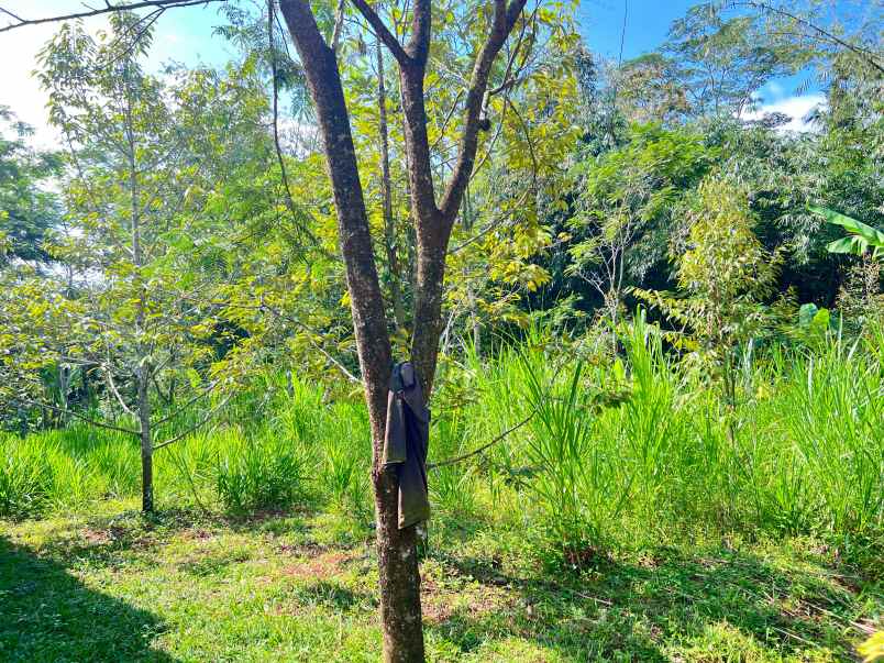 kebun durian 1000m bonus bangunan karanganyar