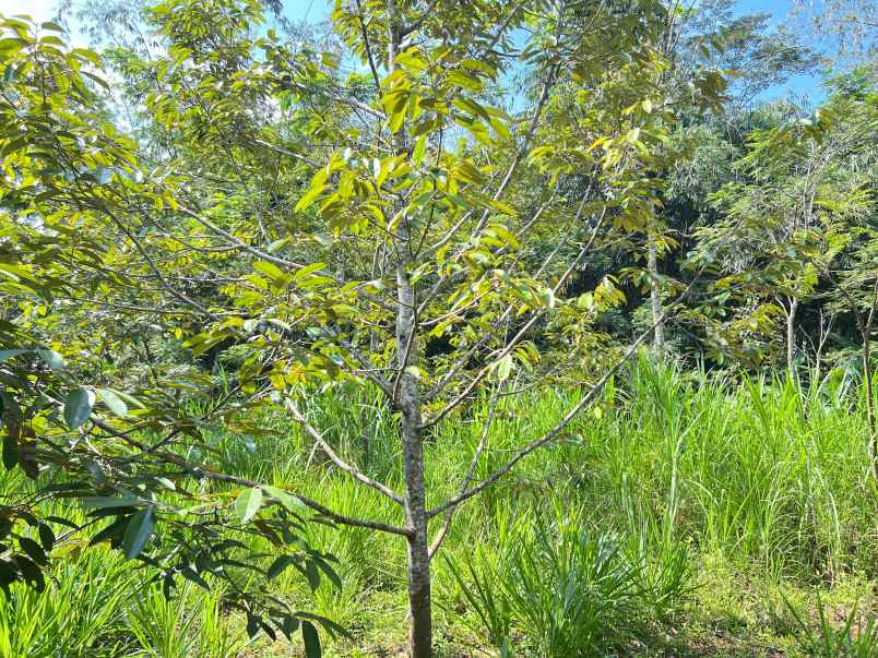 kebun durian 1000m bonus bangunan karanganyar