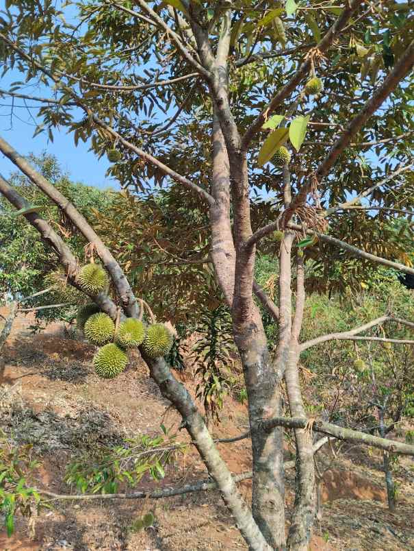 kebun durian 150 pohon premium subang