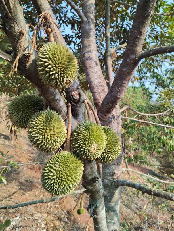 kebun durian 150 pohon premium subang