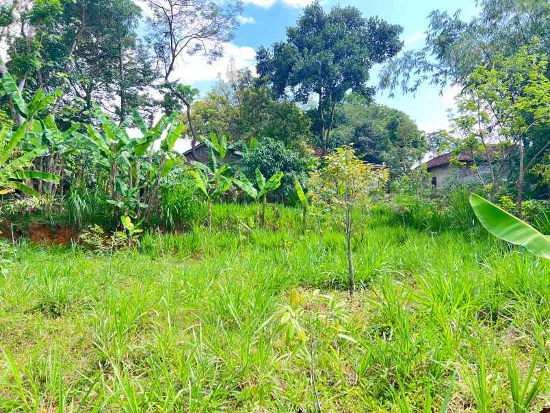 kebun durian 950m 250jt mojogedang karanganyar
