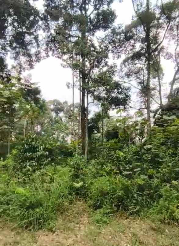 kebun durian mijen semarang