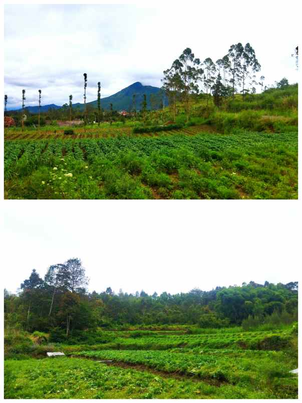 lahan wisata 3ha pada ketinggian 1400 mdpl 500rb m2