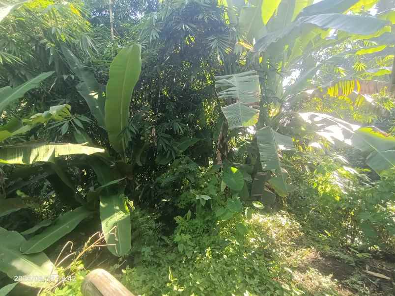 land for leasehold in main road tirta tawar ubud
