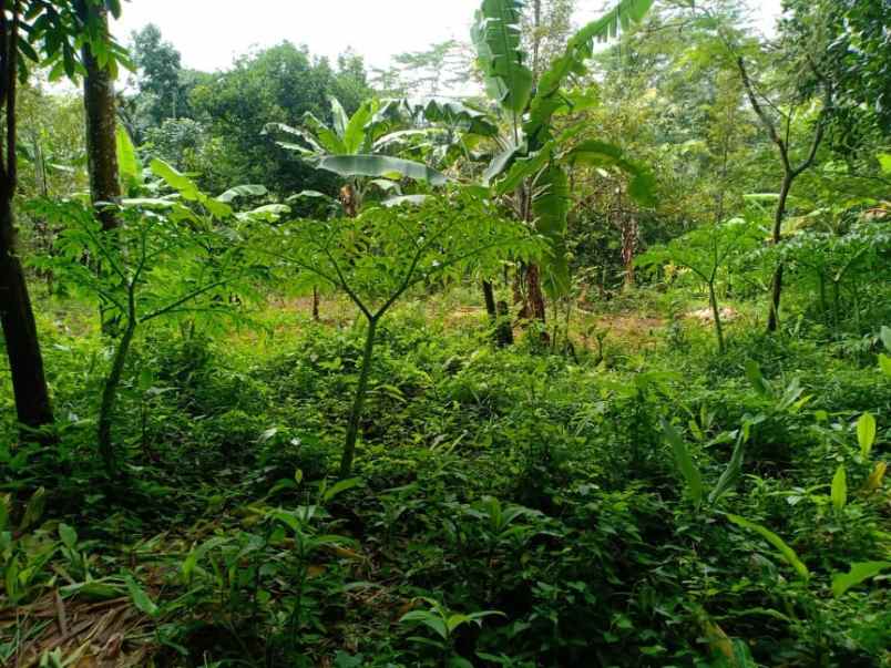 rumah kerjo karanganyar telp wa