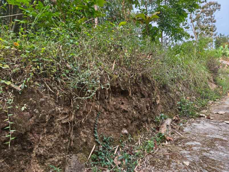 tanah 1800m udara dingin karangpandan