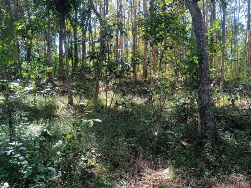 tanah 1900m hanya 350 juta mojogedang karanganyar