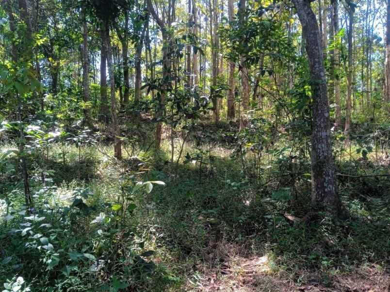 tanah 1900m hanya 350 juta mojogedang karanganyar