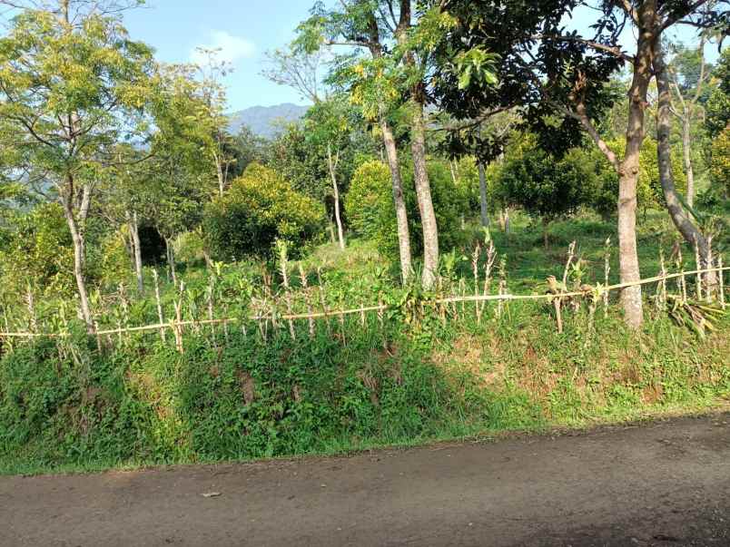 tanah cijeruk tajur halang