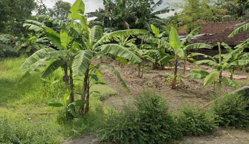 tanah cocok untuk usaha di salatiga jl imam bonjol