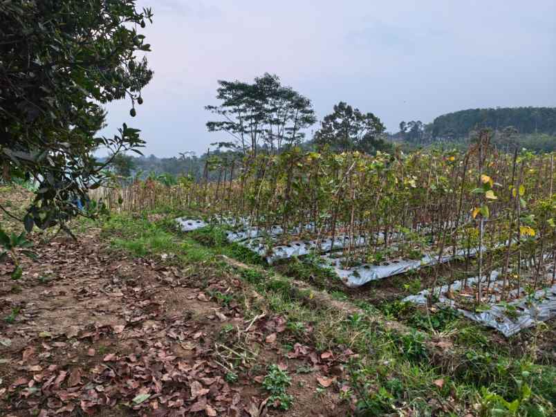 tanah datar 1365m2 karangpandan karanganyar