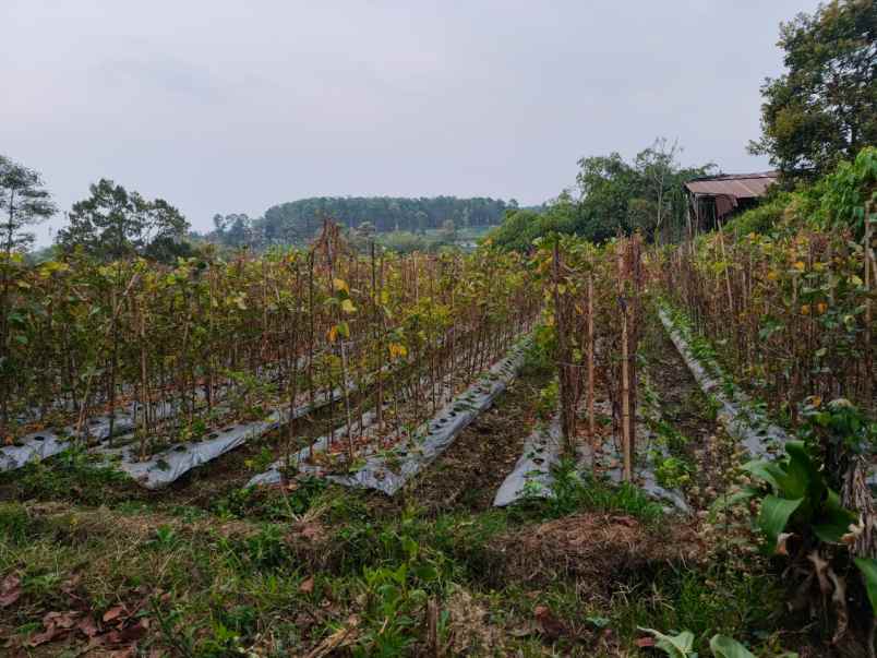 tanah datar 1365m2 karangpandan karanganyar