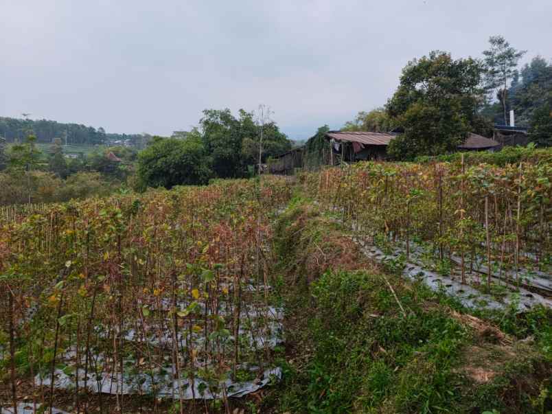 tanah datar 1365m2 karangpandan karanganyar
